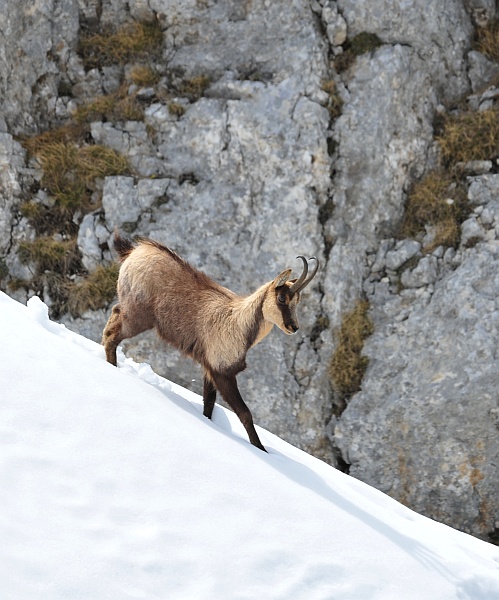 Camoscio d''Abruzzo Rupicapra pyrenaica ornata